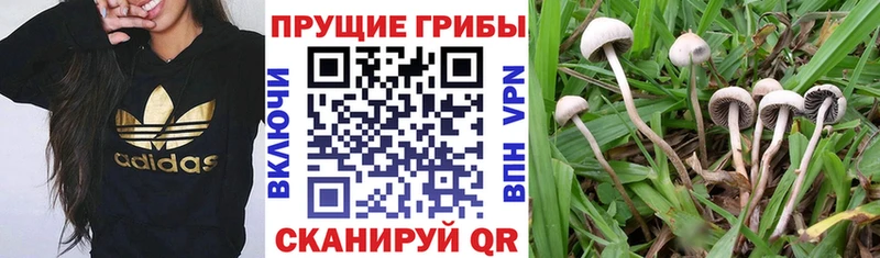 Псилоцибиновые грибы прущие грибы Сатка